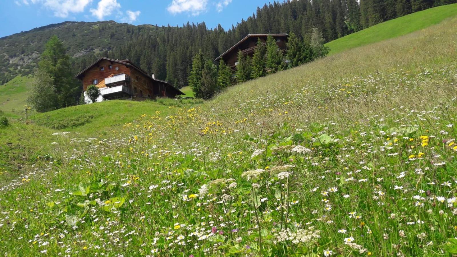 شقة Haus Sonnenschein Warth  المظهر الخارجي الصورة